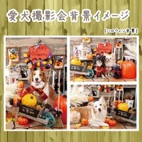 画像345